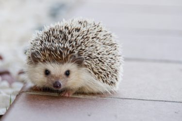 ハリネズミのエサであげていい野菜とだめな野菜!毒になるものもあるので注意